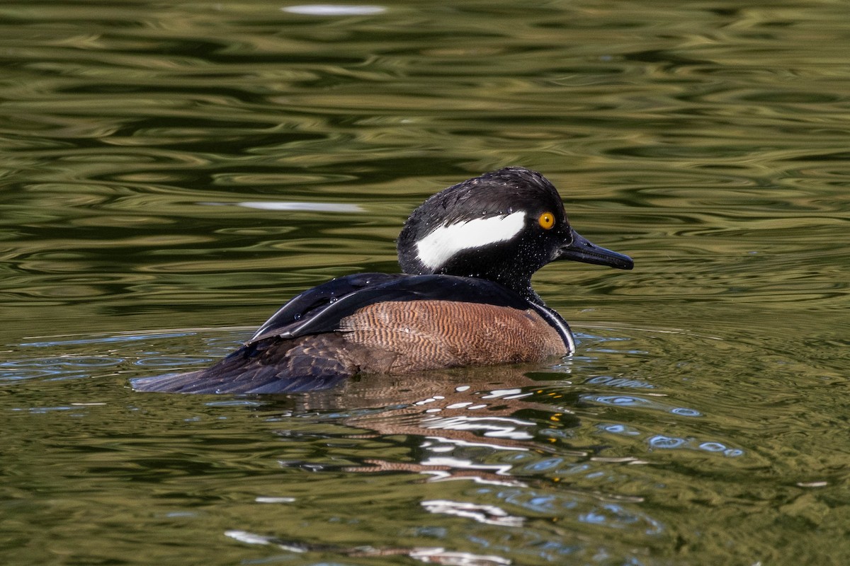 Hooded Merganser - ML647200236
