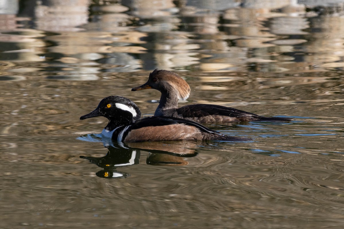 Hooded Merganser - ML647200237