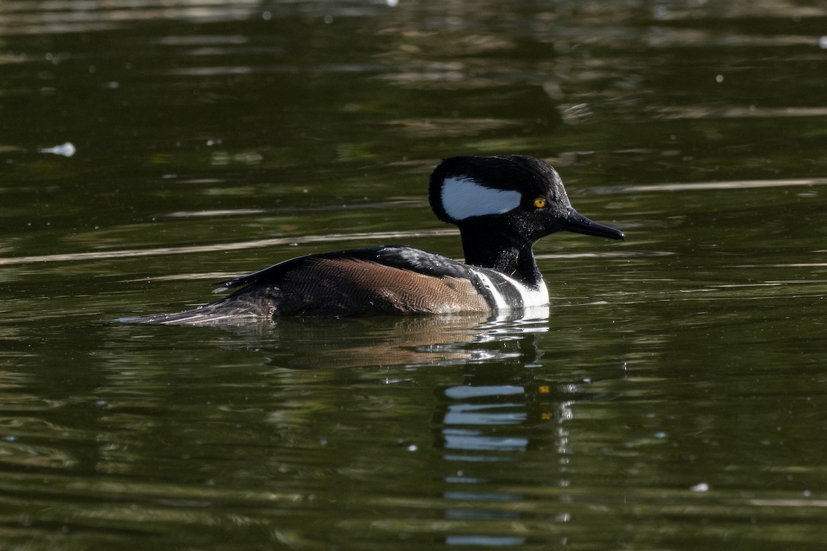 Hooded Merganser - ML647200238
