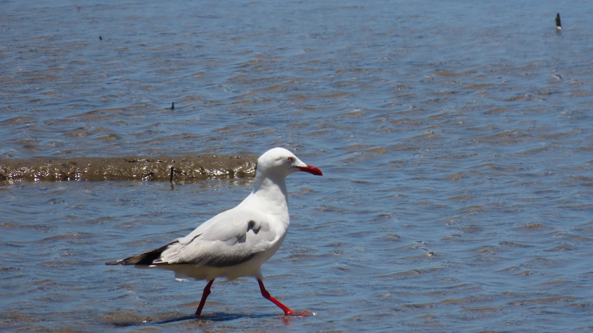 Silver Gull - ML647200240