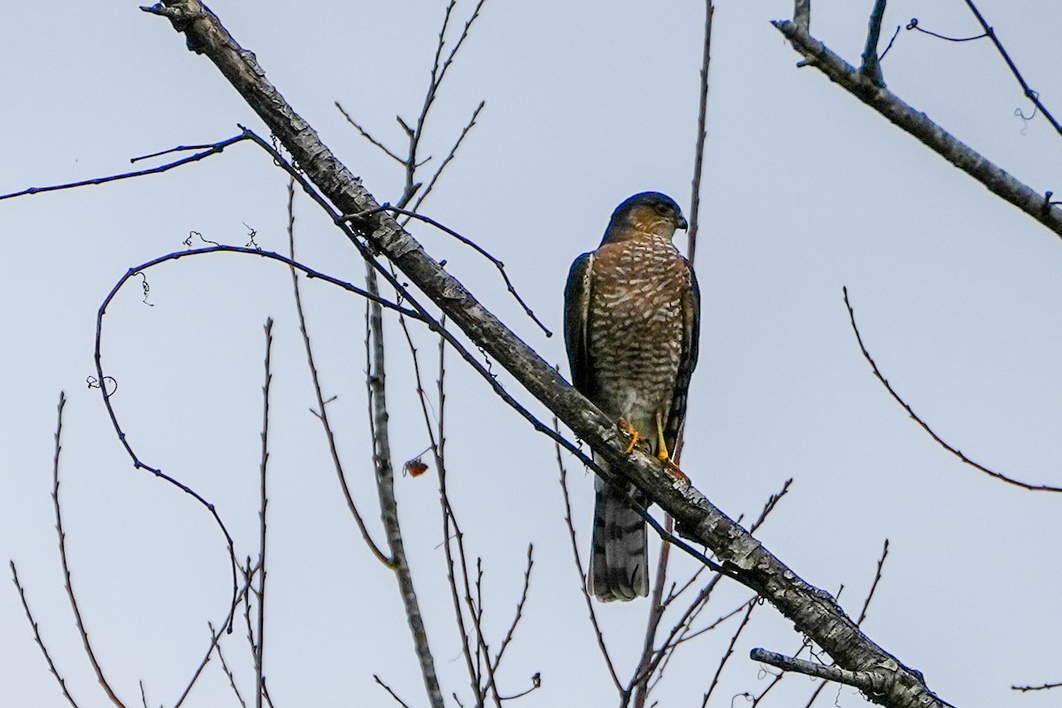 Sharp-shinned Hawk - ML647200245