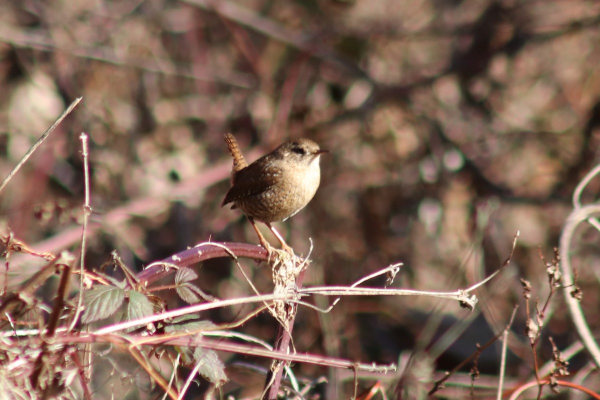Winter Wren - ML647200247