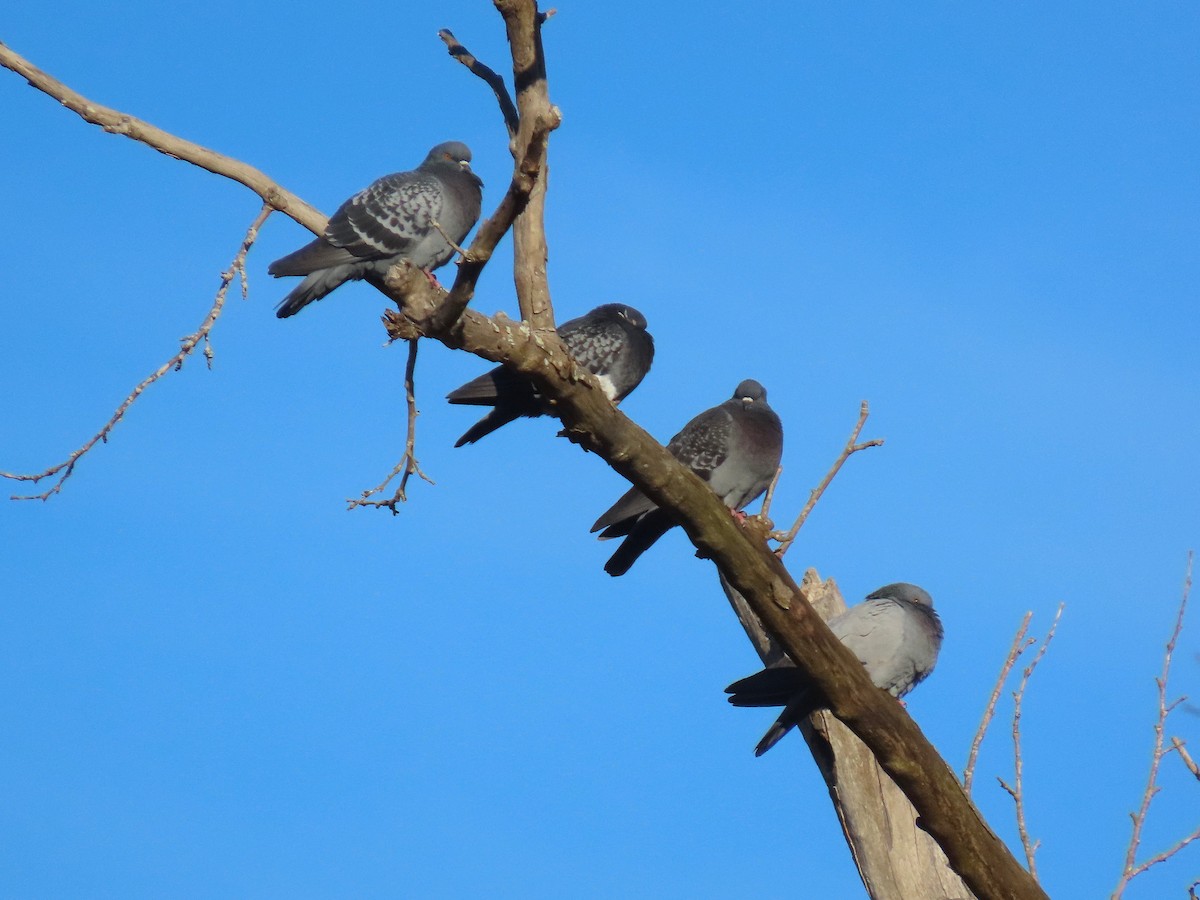 יונת בית - ML647200248