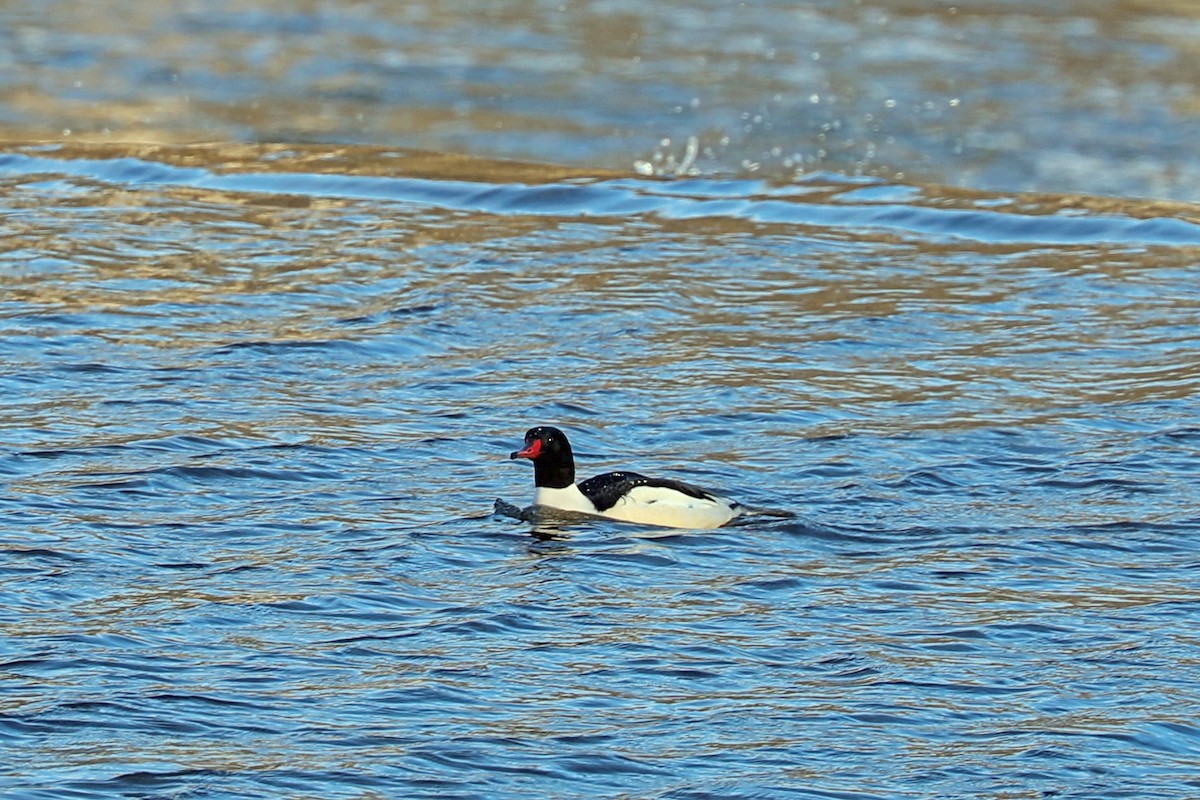 Common Merganser - ML647200252