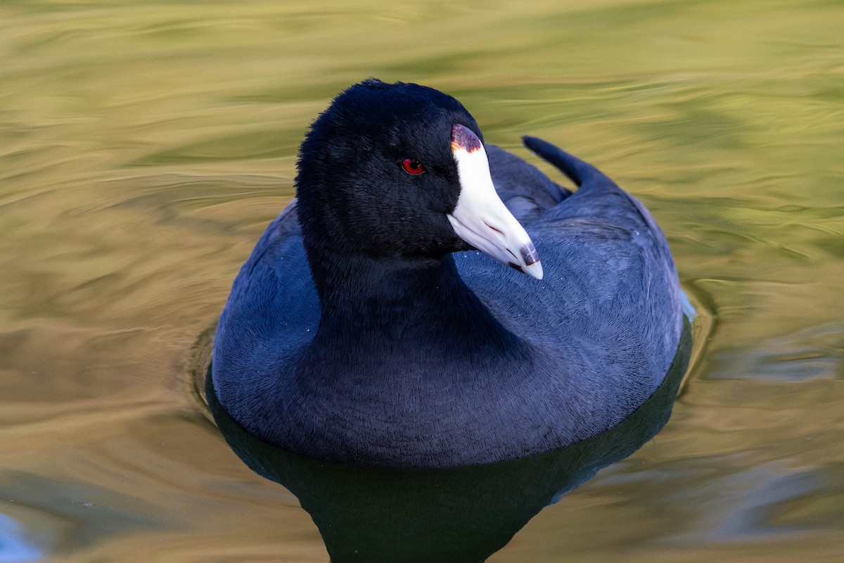 Kopetazuri amerikarra - ML647200255