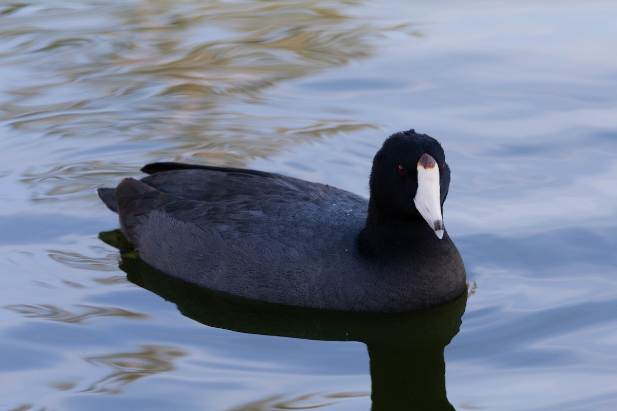 Kopetazuri amerikarra - ML647200256