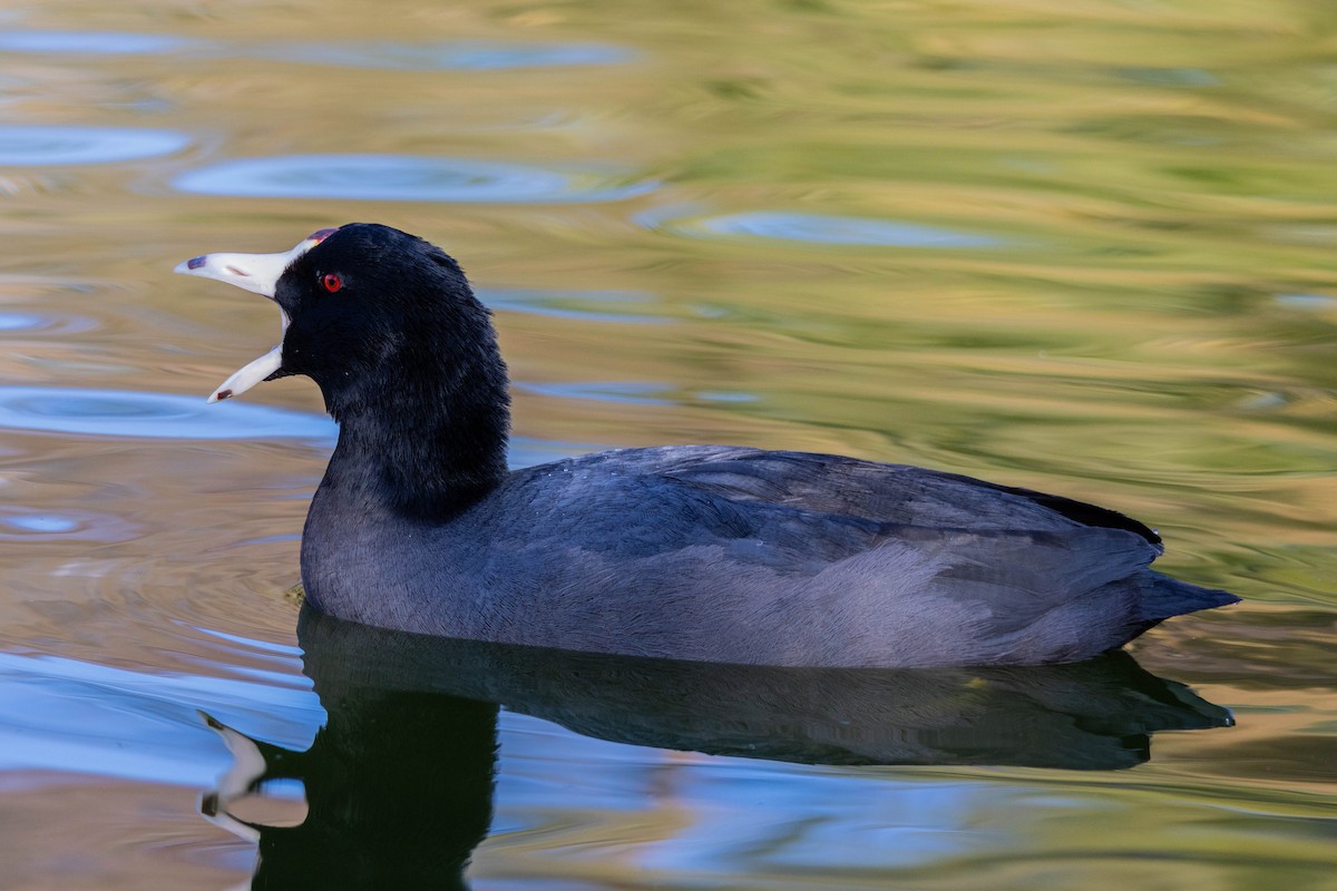 Kopetazuri amerikarra - ML647200257