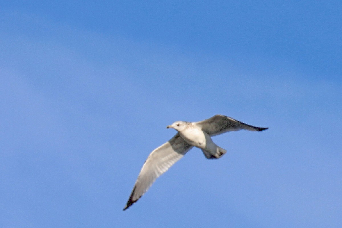 Ring-billed Gull - ML647200259