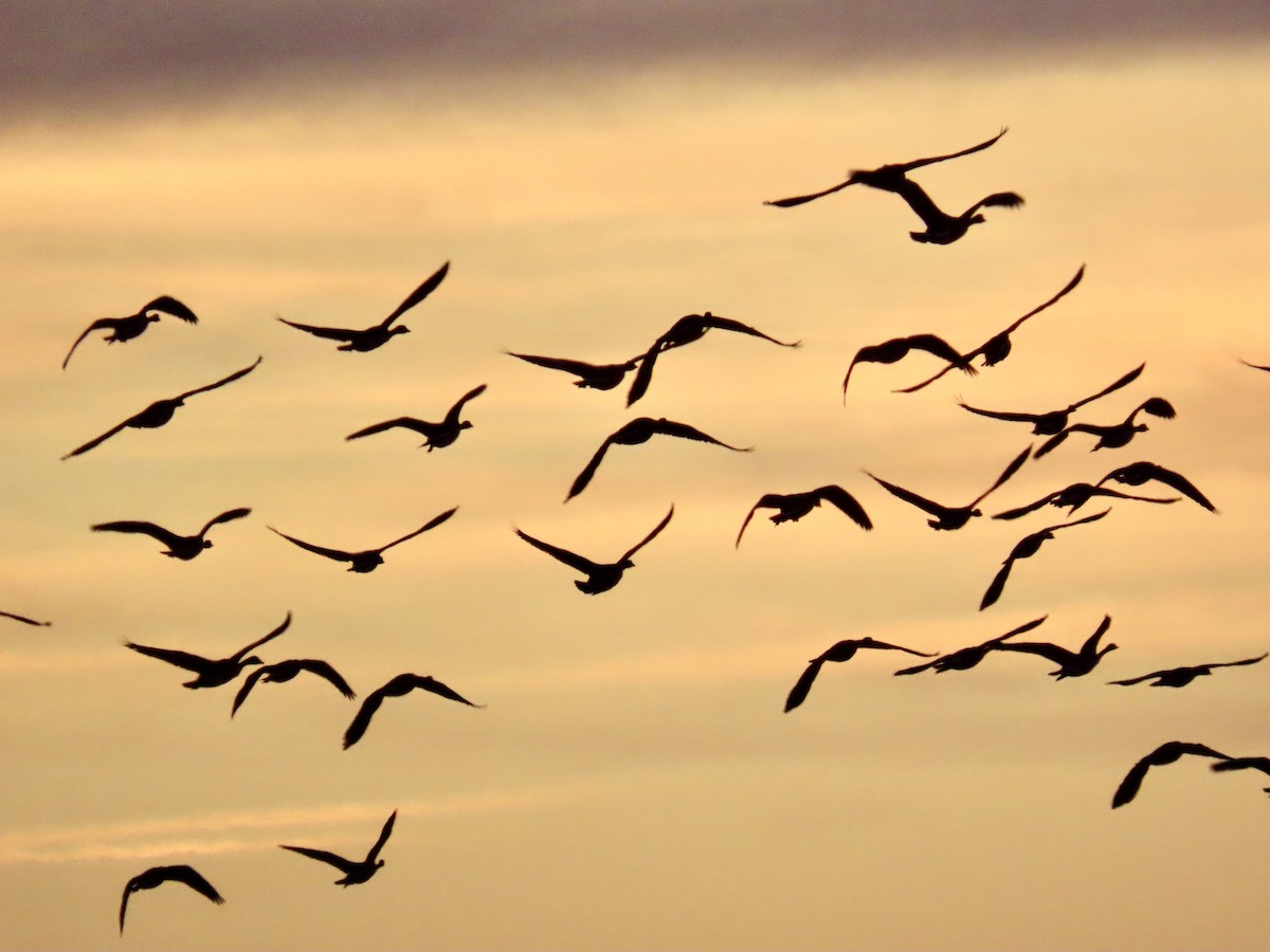 Canada Goose - ML647200263