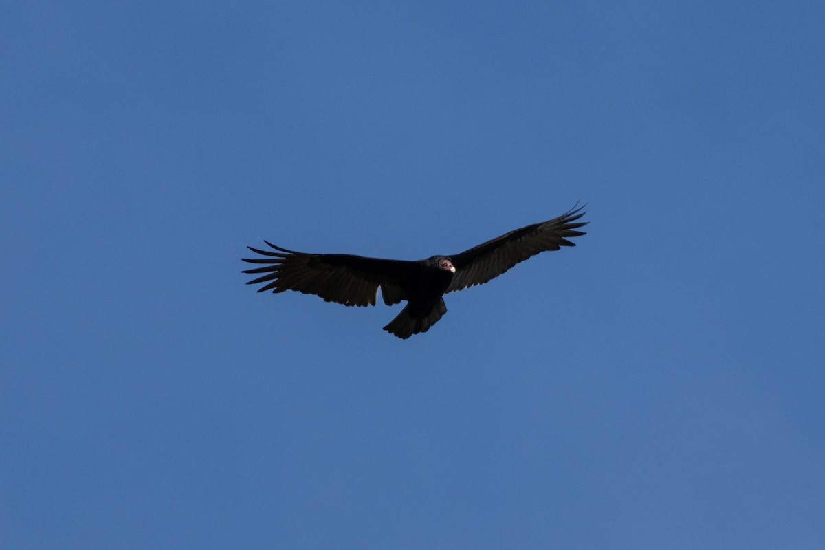 Turkey Vulture - ML647200265