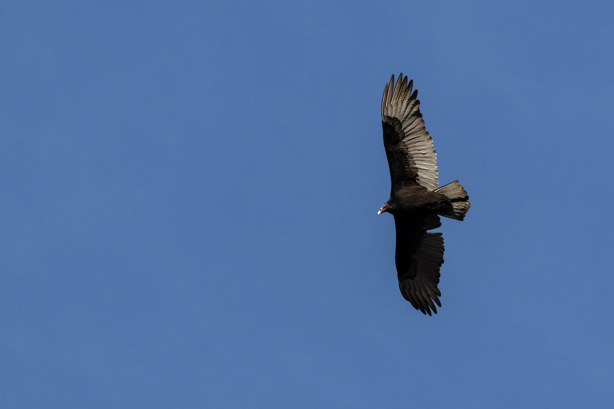 Turkey Vulture - ML647200266