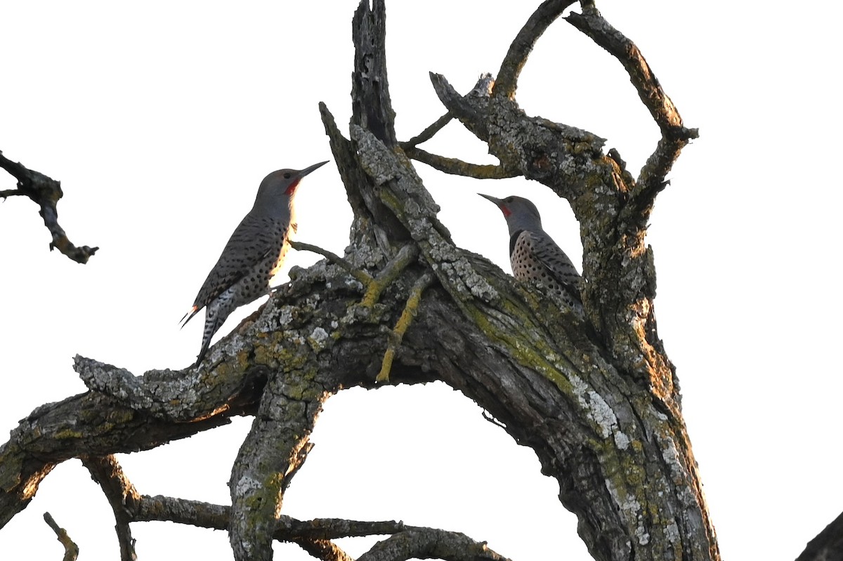 datel zlatý - ML647200267