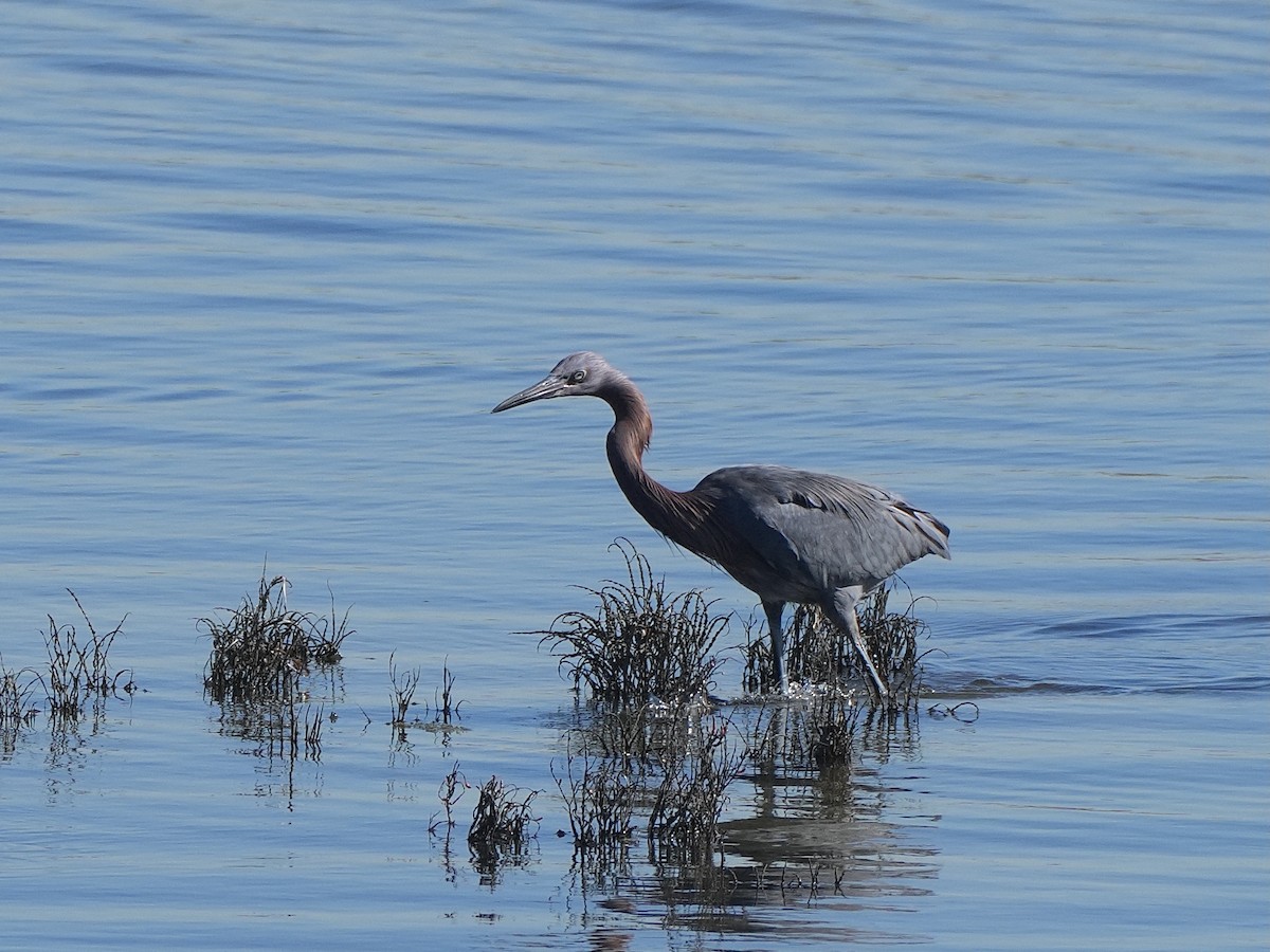 Reddish Egret - ML647200269