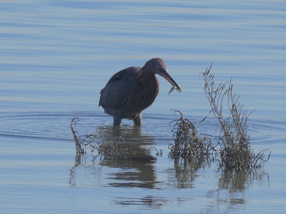 Reddish Egret - ML647200270