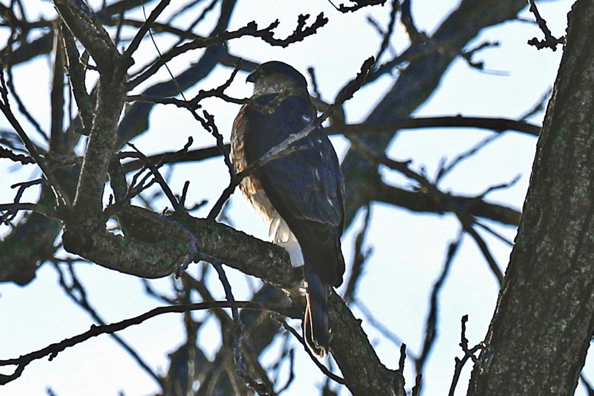 Sharp-shinned Hawk - ML647200278