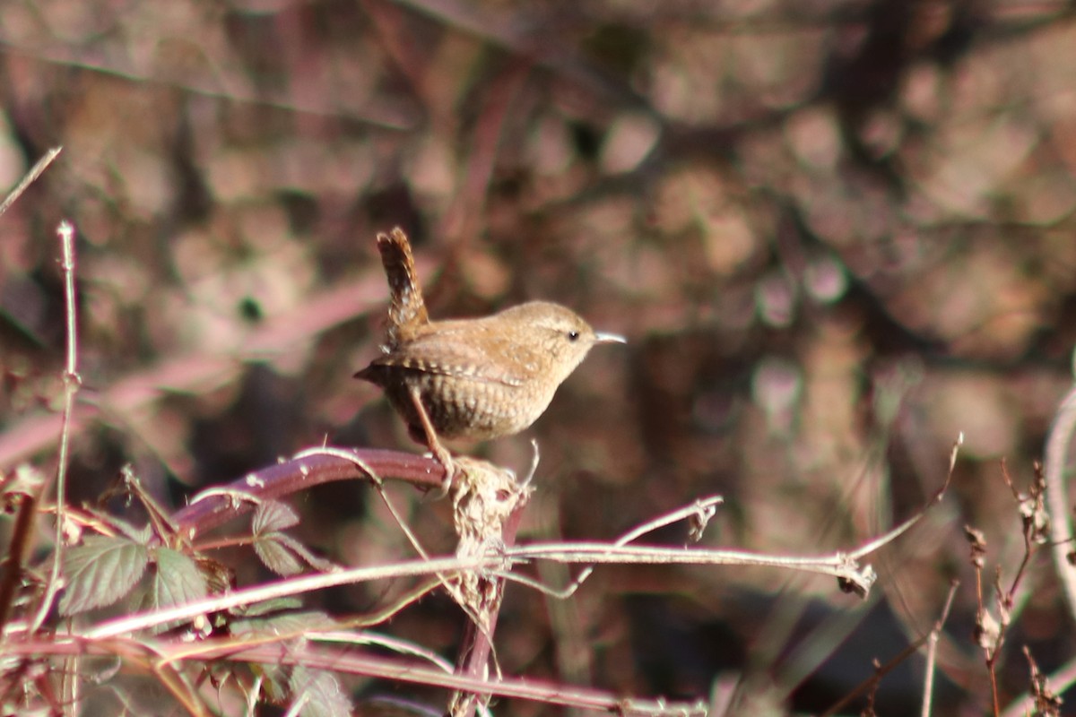 Winter Wren - ML647200283