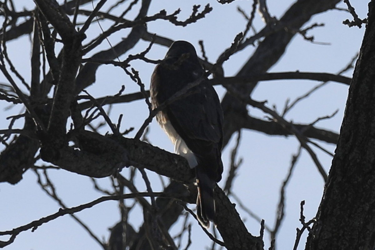 Sharp-shinned Hawk - ML647200284
