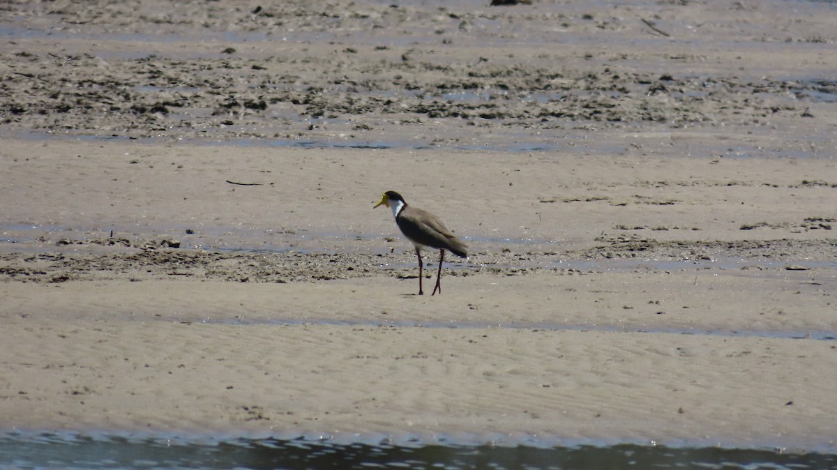 čejka australská - ML647200286