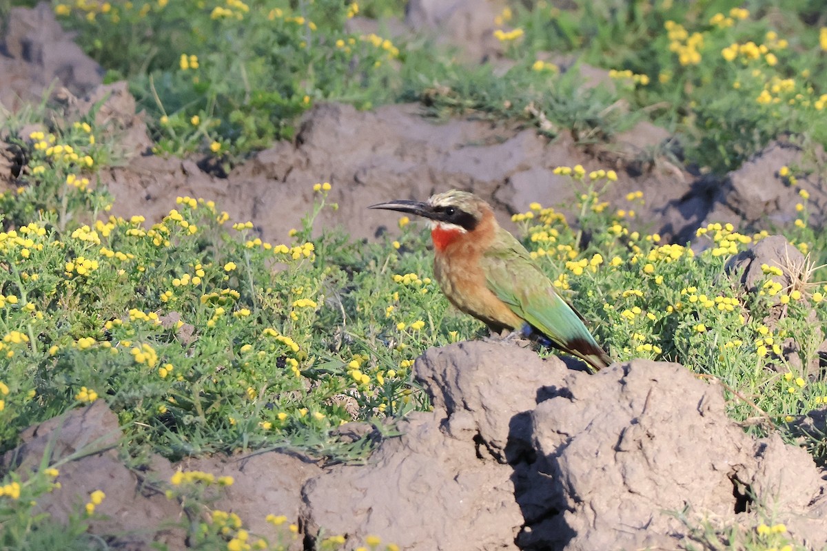 vlha běločelá - ML647200287