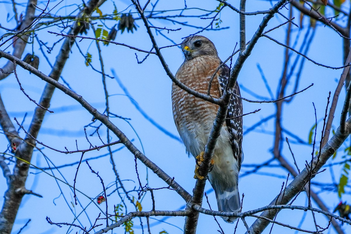Red-shouldered Hawk - ML647200289