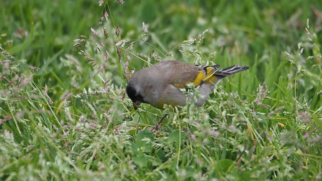 Чиж масковий - ML647200292