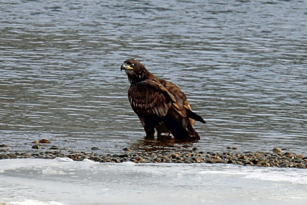 Bald Eagle - ML647200294