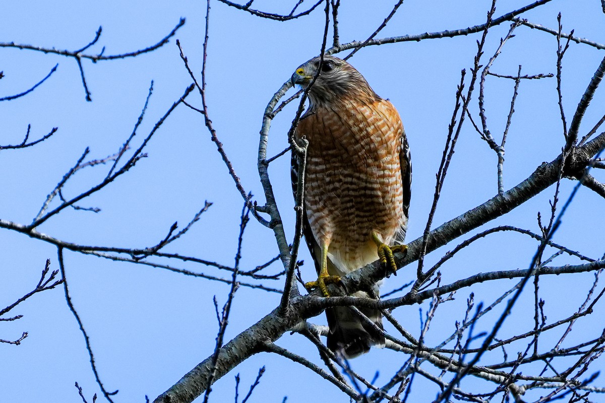 Red-shouldered Hawk - ML647200300