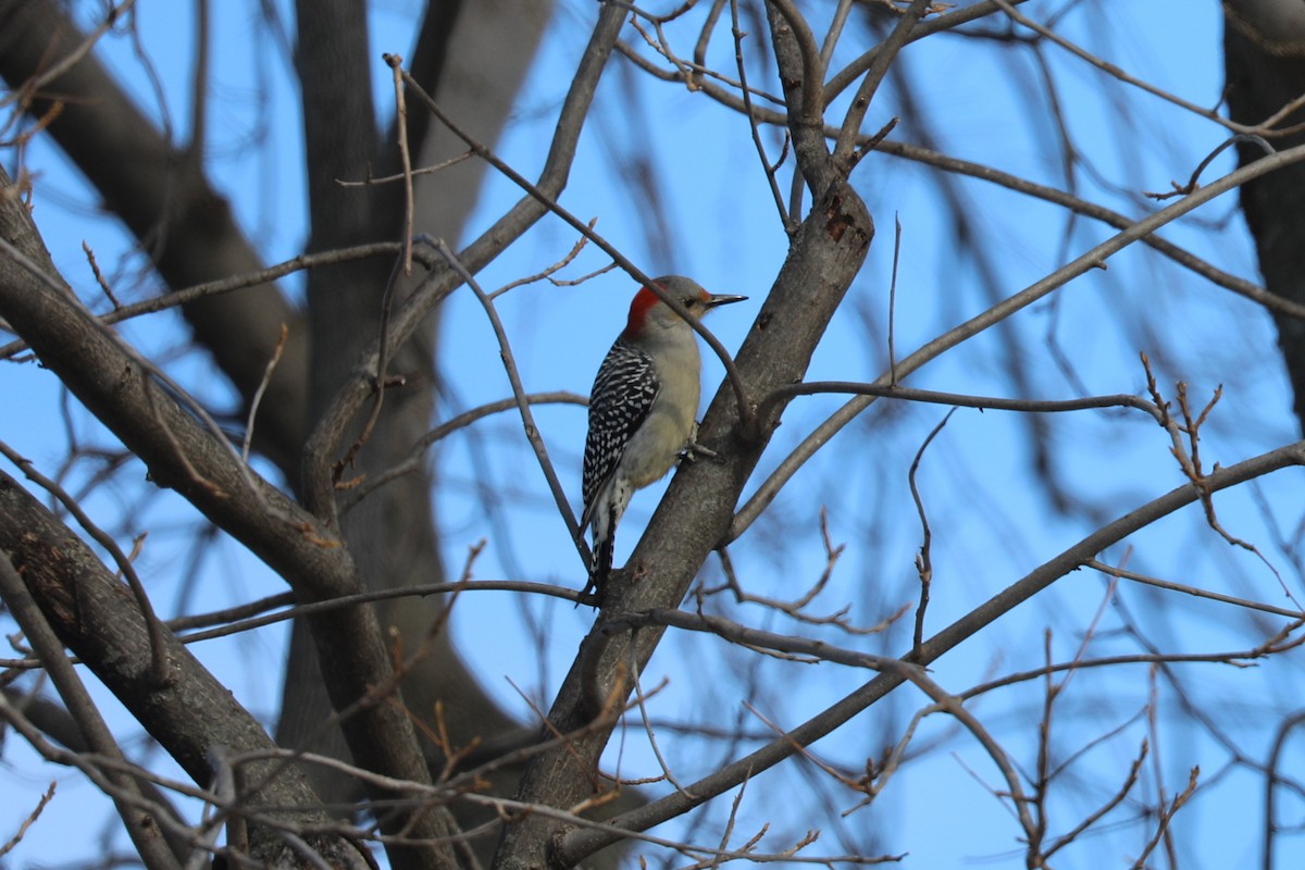 Red-bellied Woodpecker - ML647200306