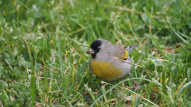 Чиж масковий - ML647200308