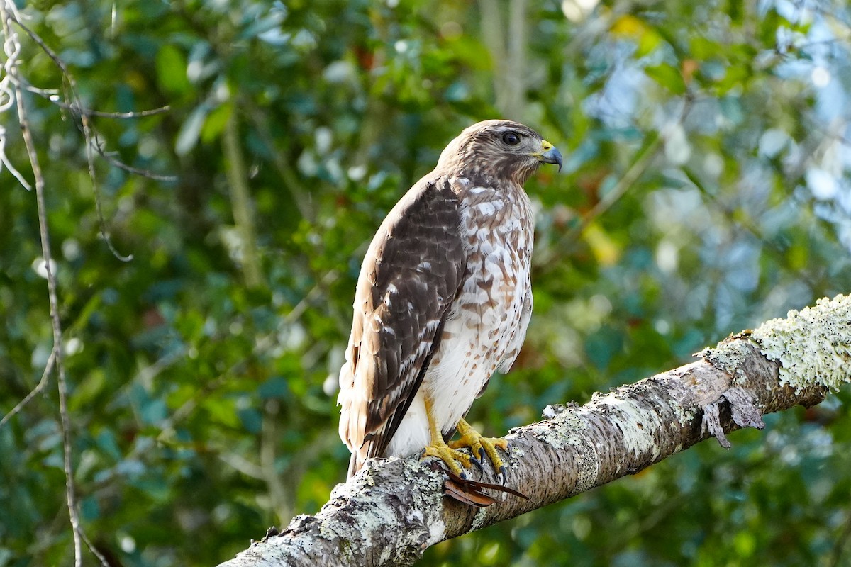 Red-shouldered Hawk - ML647200309