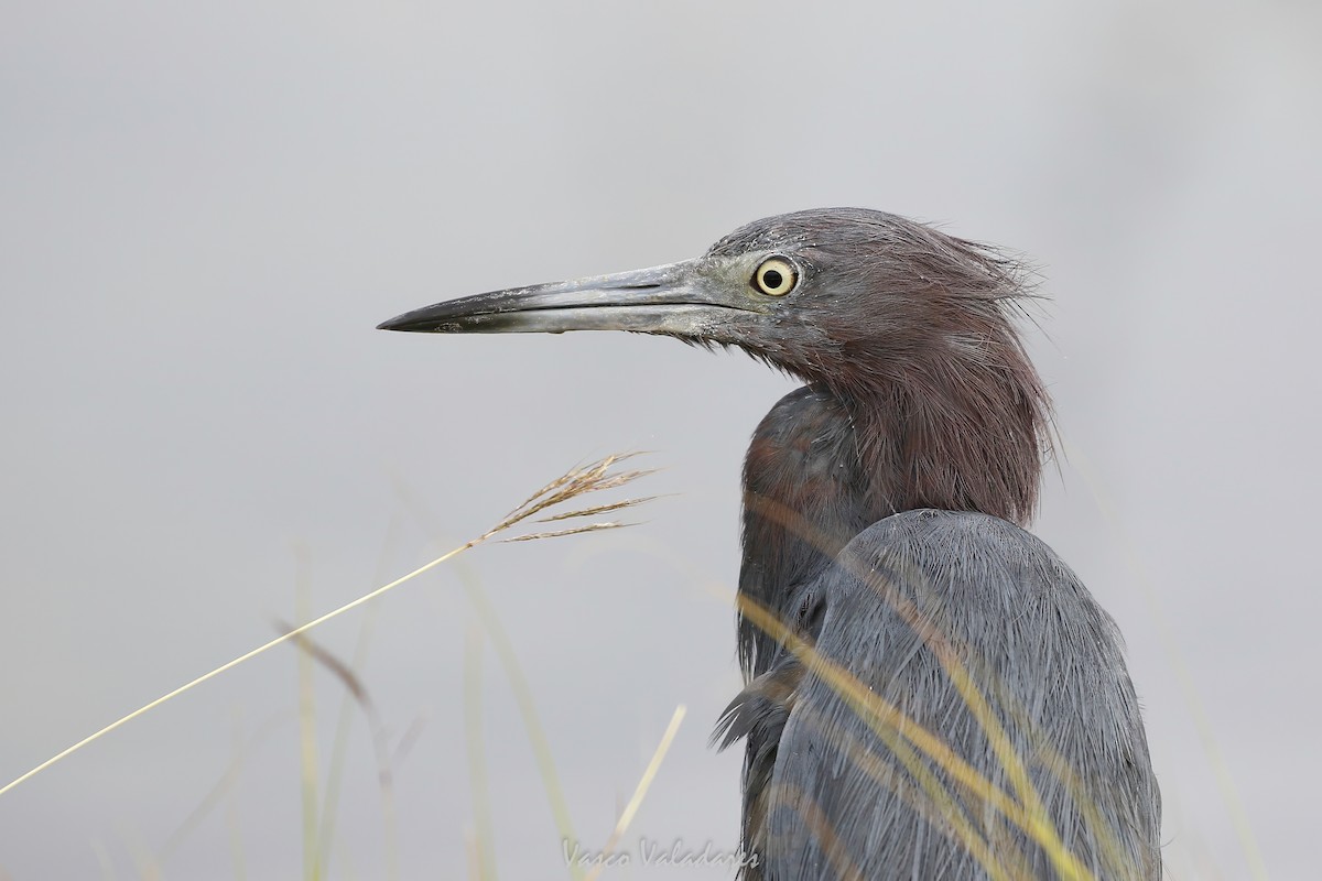 Reddish Egret - ML647200311