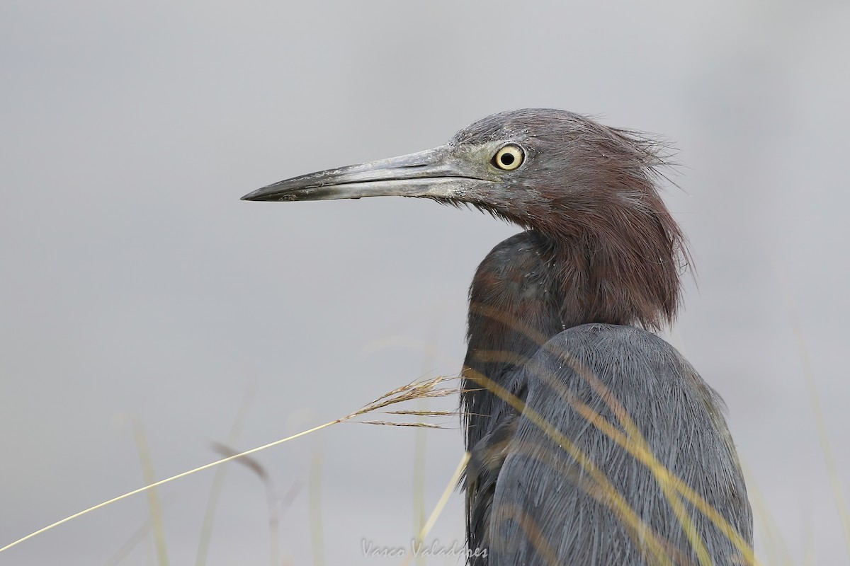 Reddish Egret - ML647200312
