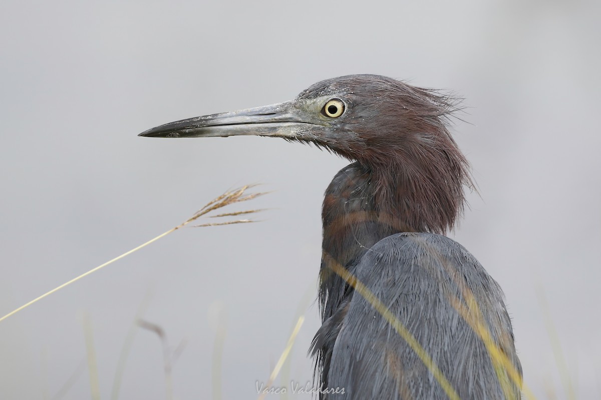 Reddish Egret - ML647200313