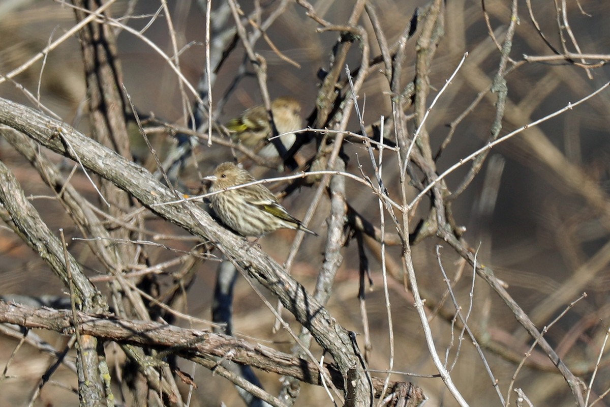 Pine Siskin - ML647200316