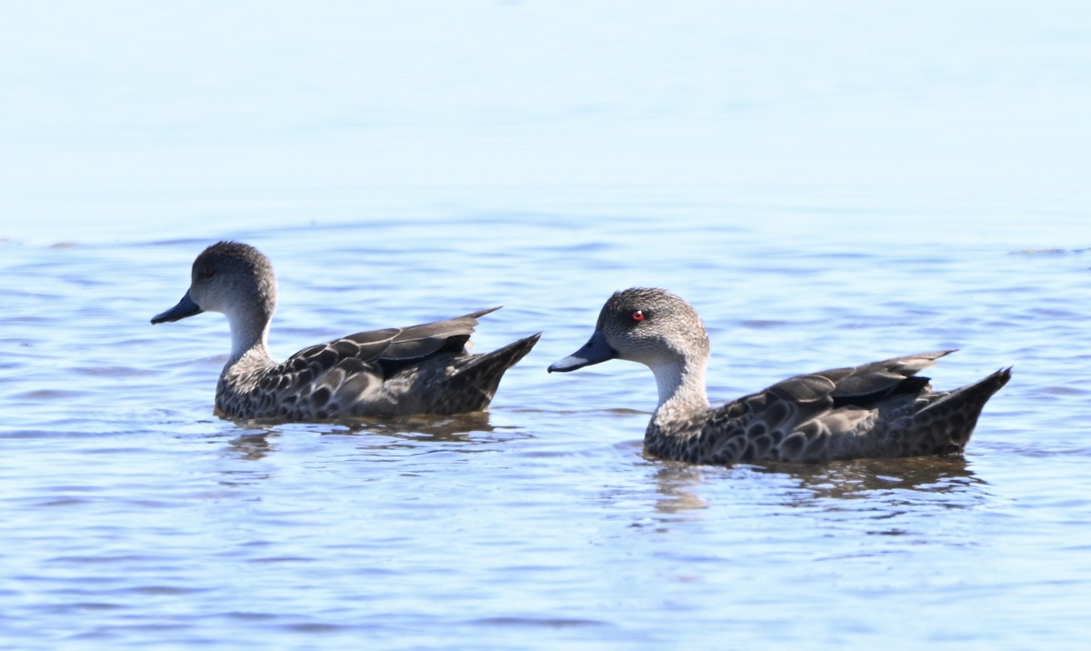 Gray Teal - ML647200317