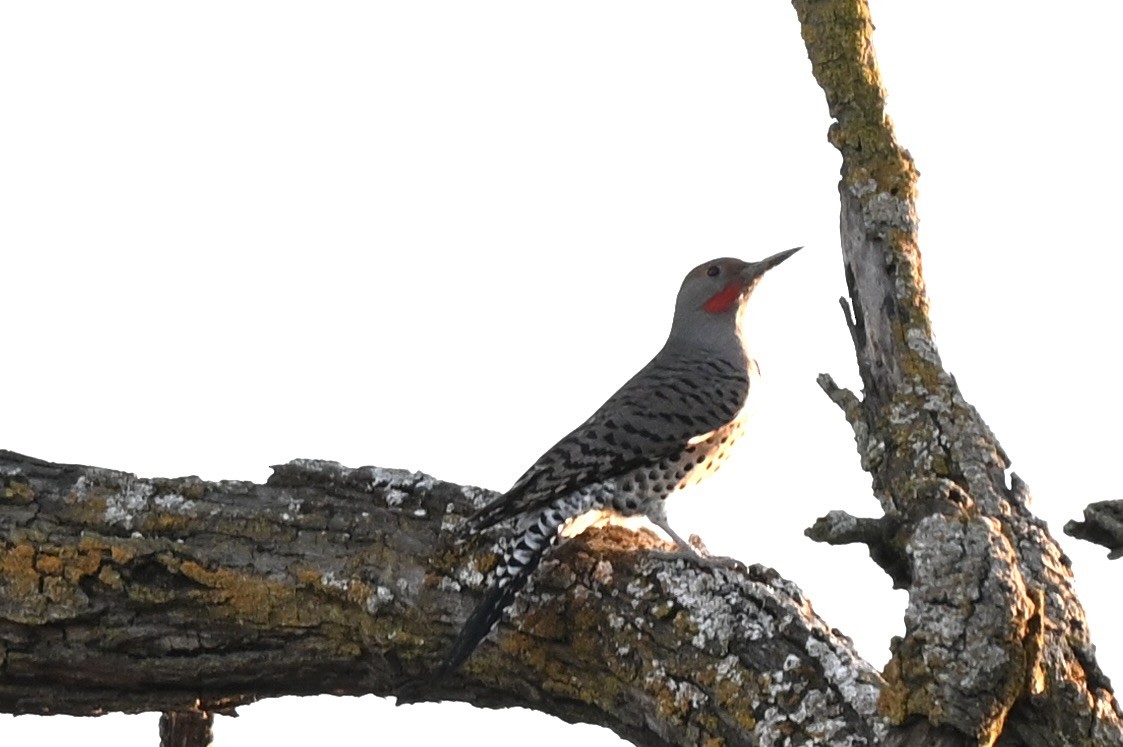 datel zlatý - ML647200318