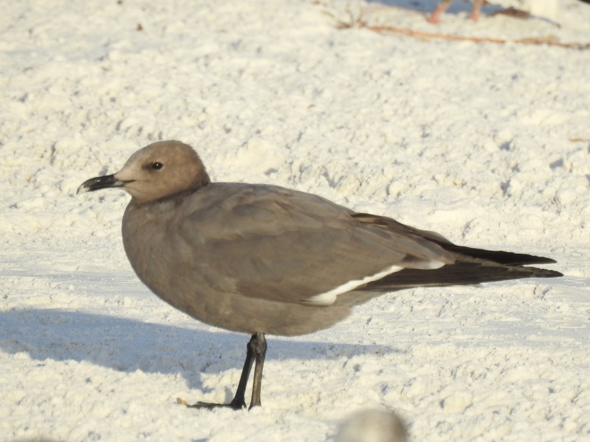 Мартин сірий - ML647200319