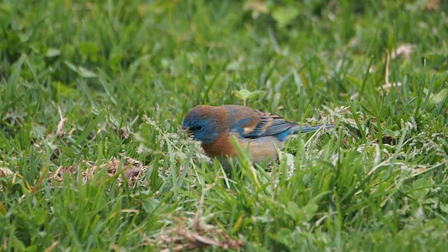 Скригнатка лазурова - ML647200321