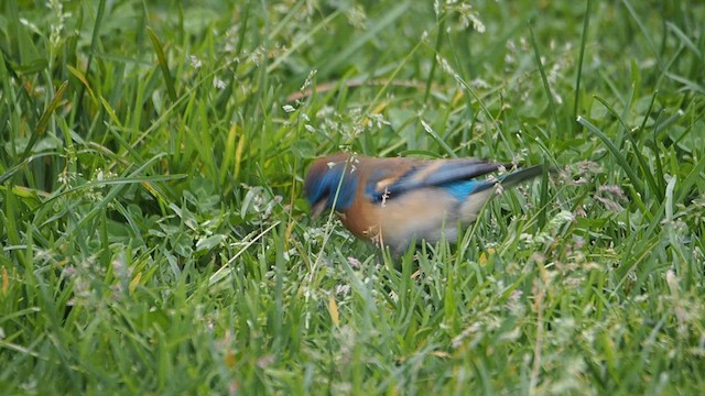 Скригнатка лазурова - ML647200323