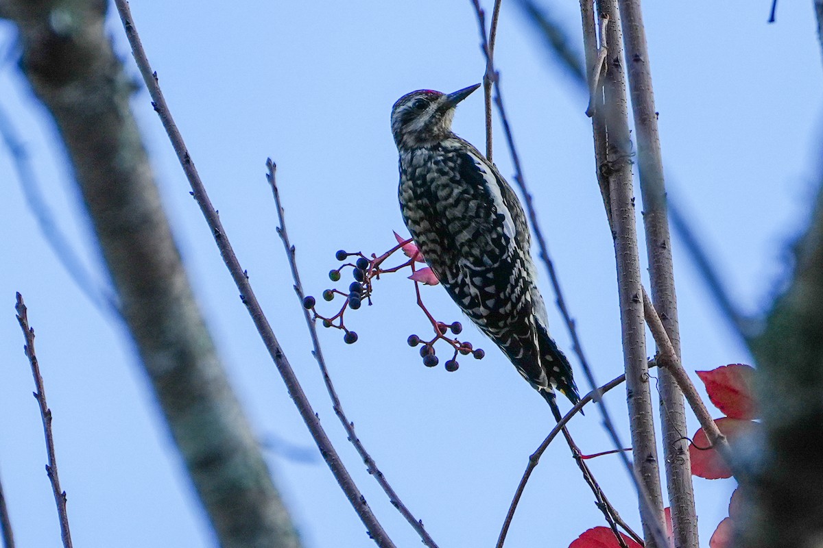 Yellow-bellied Sapsucker - ML647200340