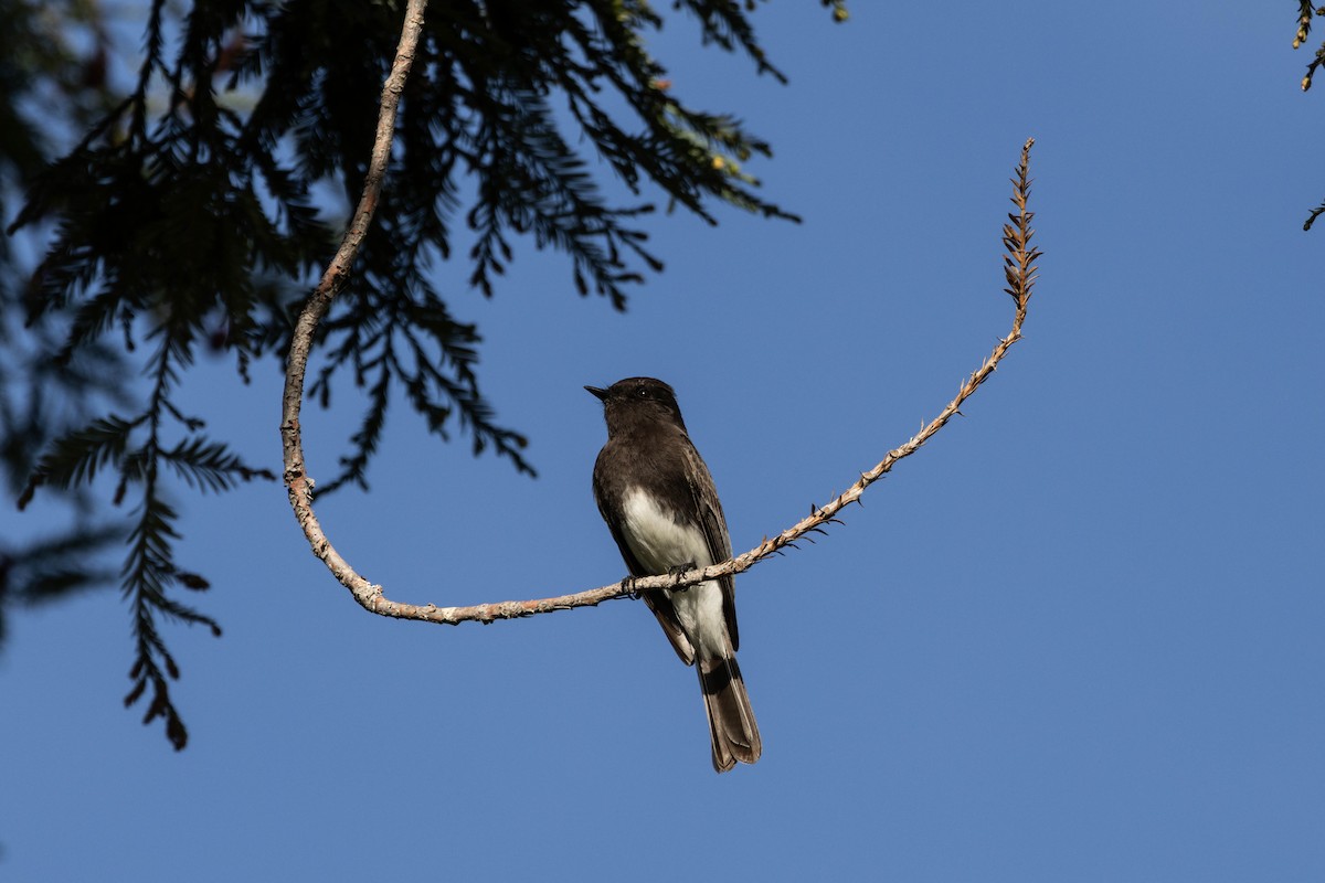 Black Phoebe - ML647200342