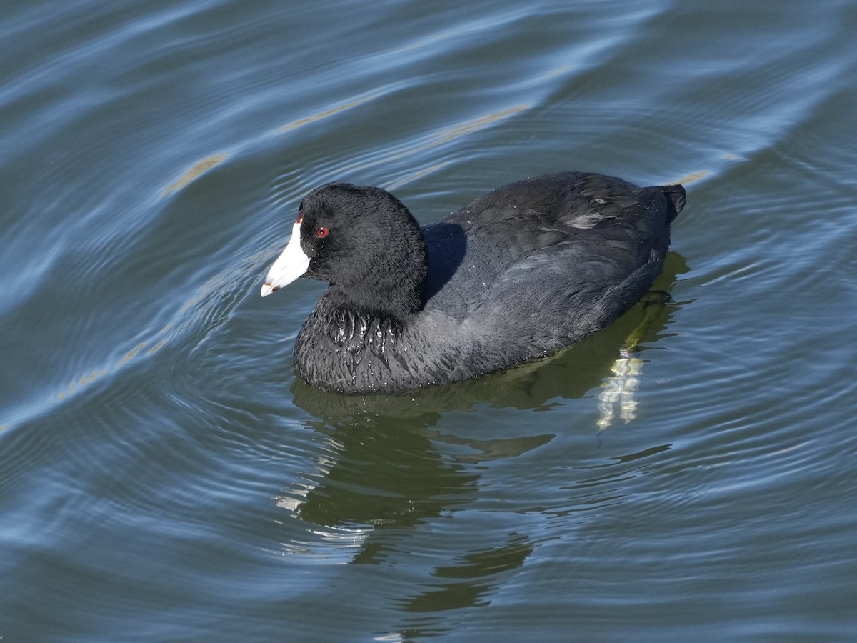 Kopetazuri amerikarra - ML647200347