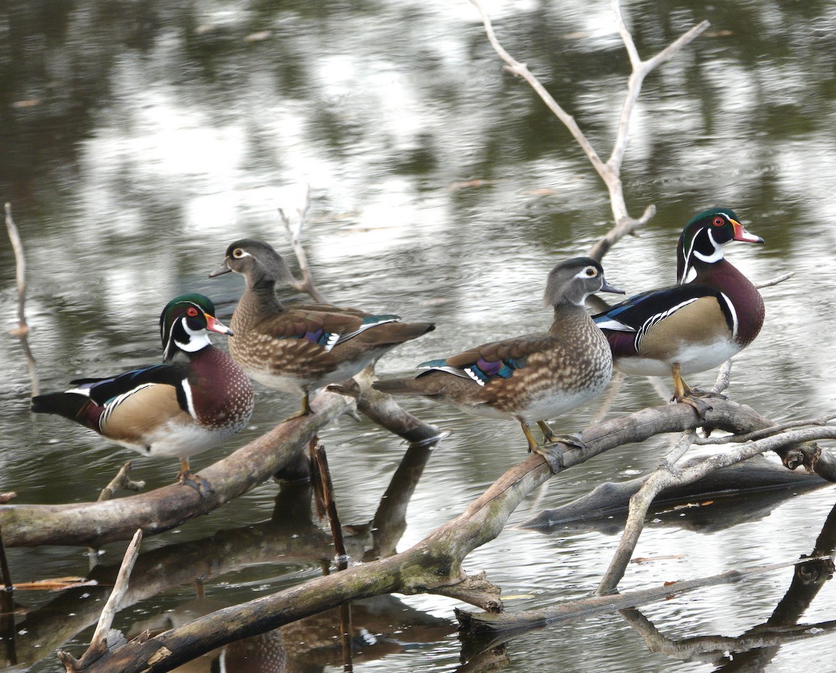 kachnička karolínská - ML647200350