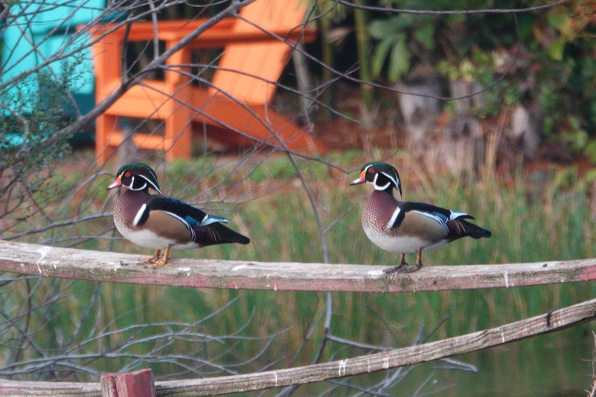kachnička karolínská - ML647200351