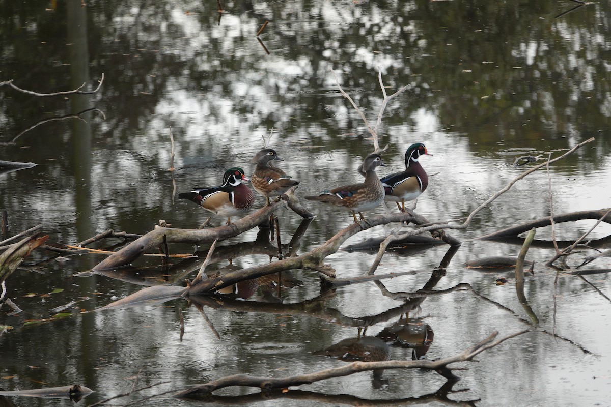 kachnička karolínská - ML647200352