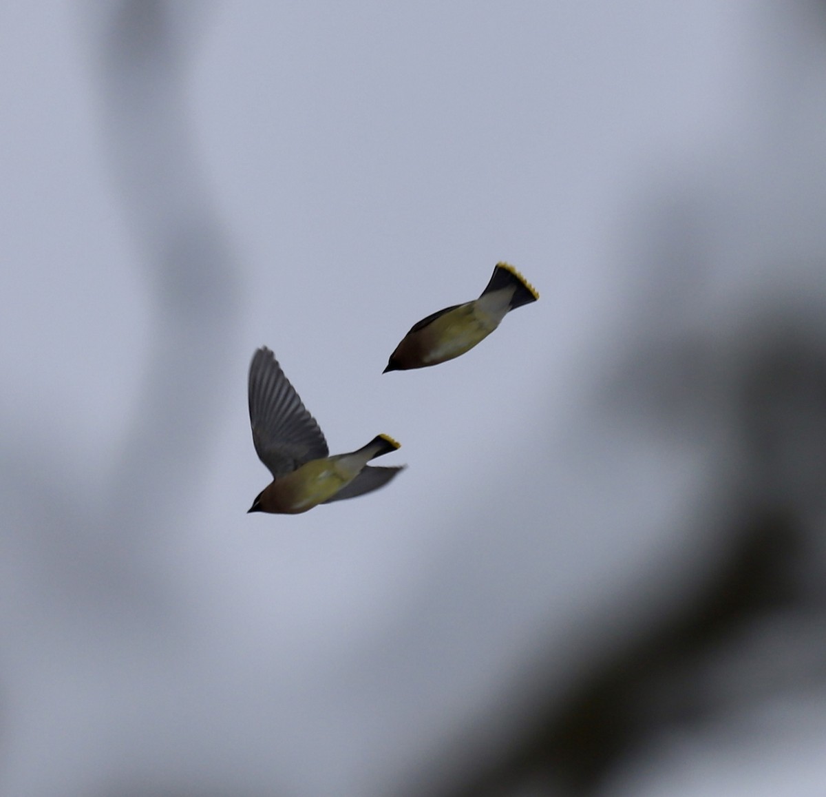 Cedar Waxwing - ML647200353