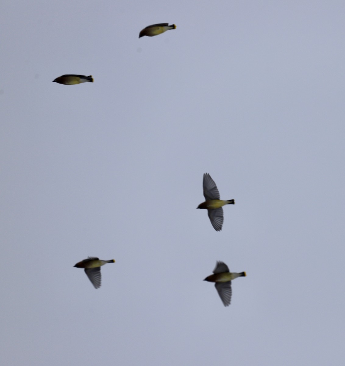 Cedar Waxwing - ML647200355