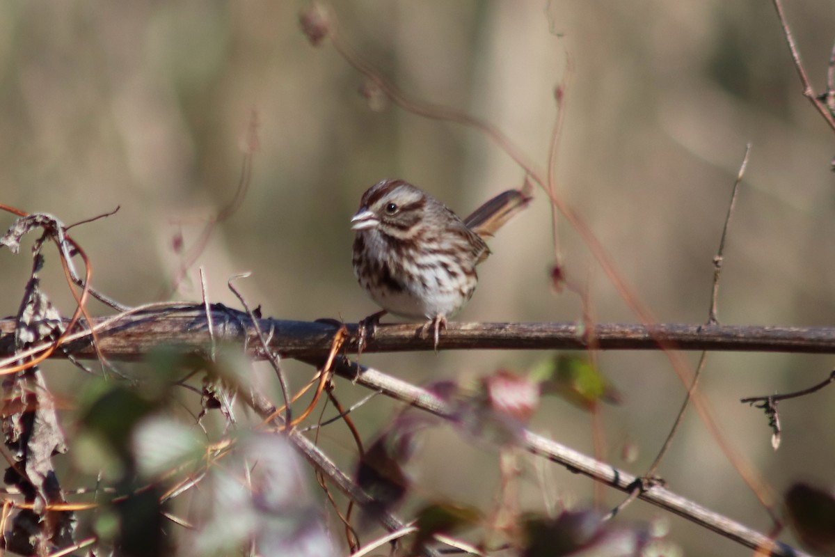 Song Sparrow - ML647200358