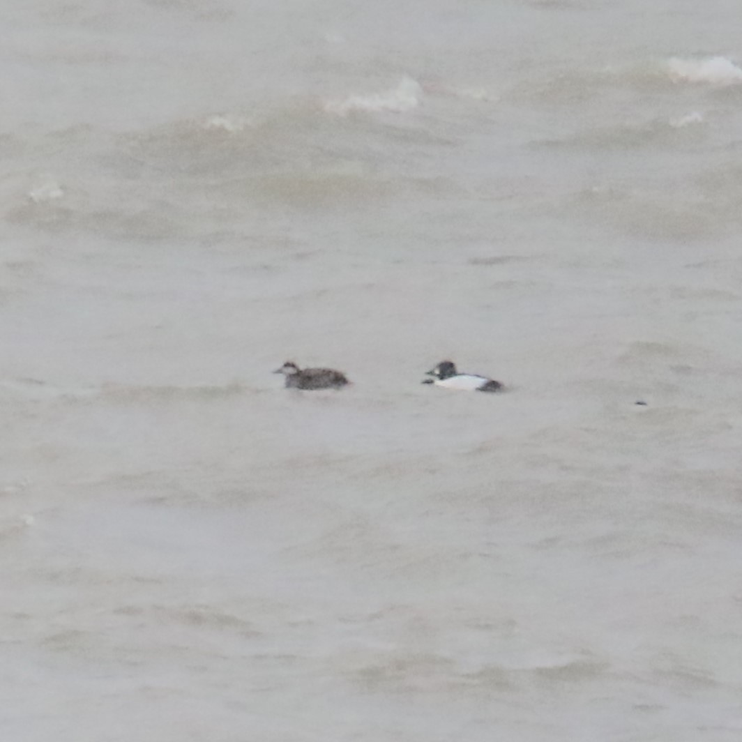 Black Scoter - ML647200359