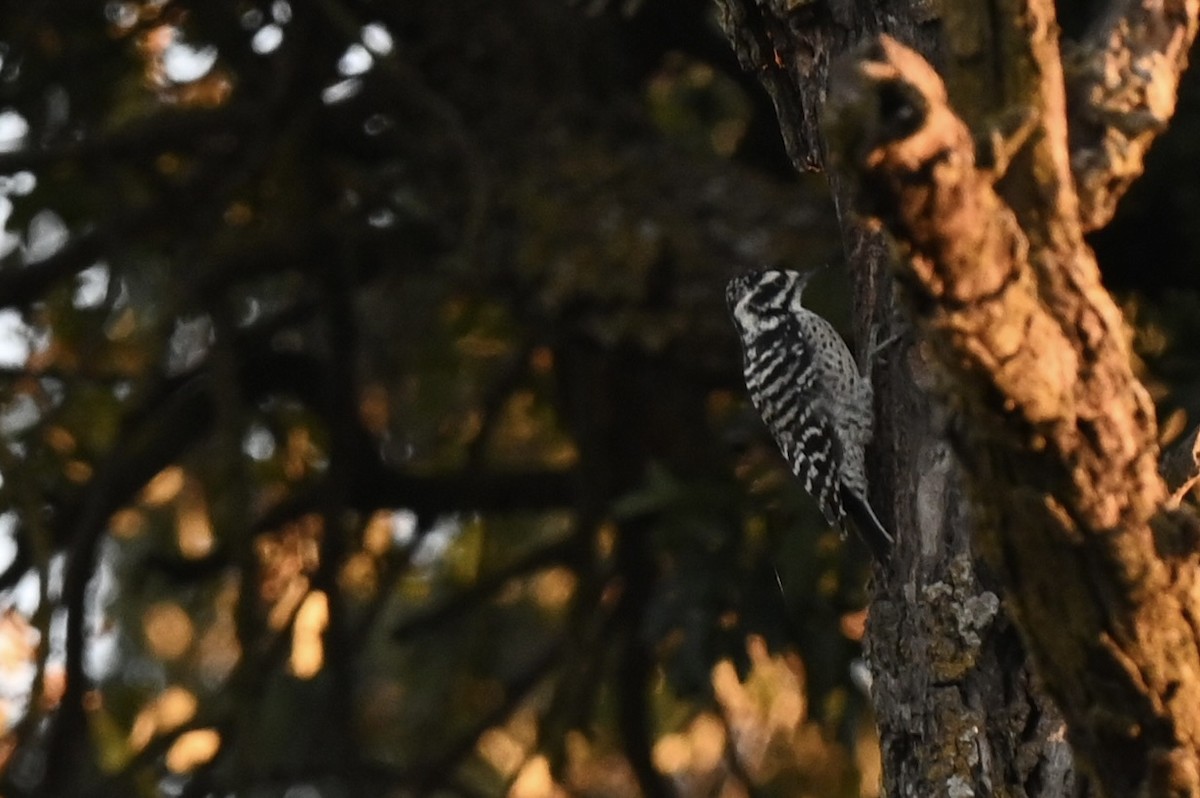 strakapoud kalifornský - ML647200367